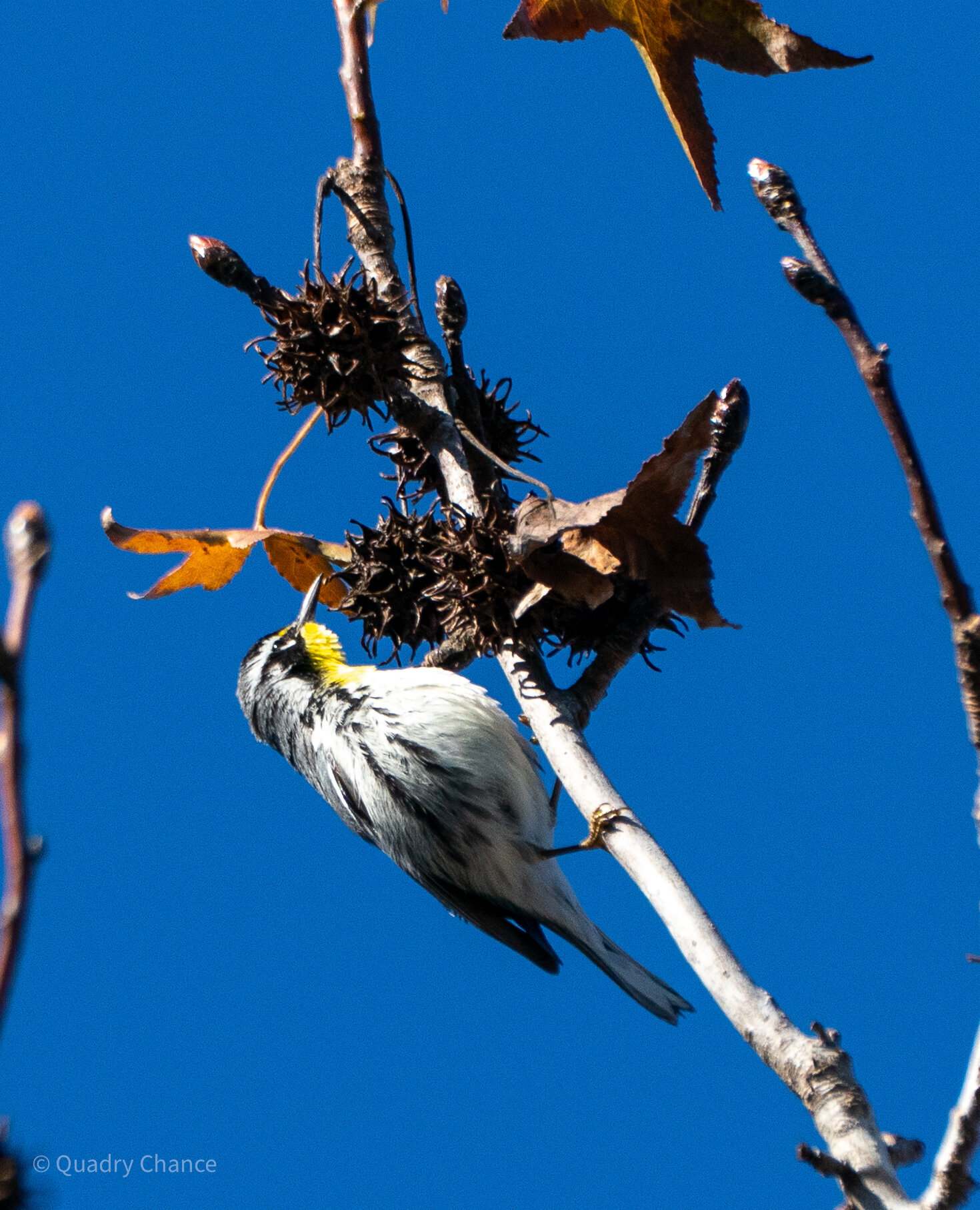 Yellow-rumped Warbler against blue sky