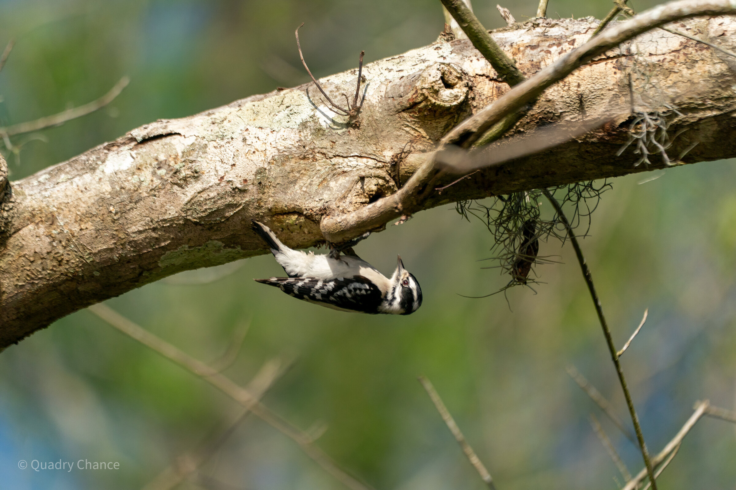 Downy Woodpecker hanging upside down