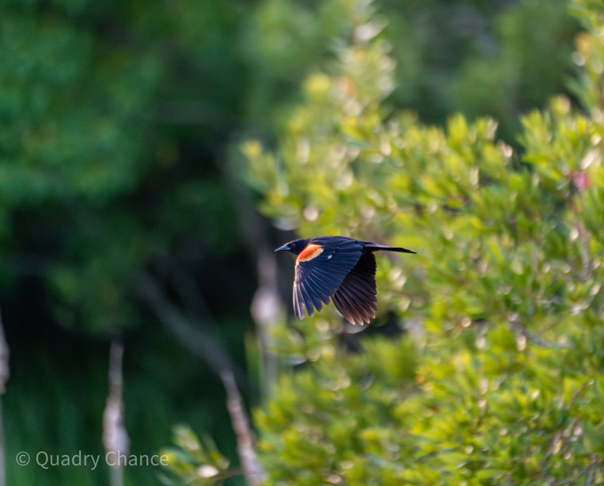 Red-winged Blackbird in flight