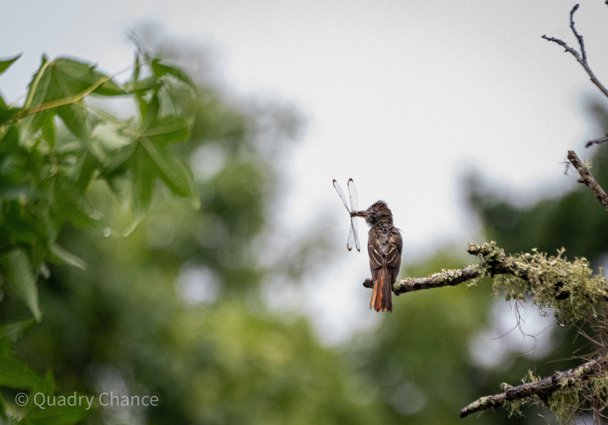 Flycatcher holding a dragonfly
