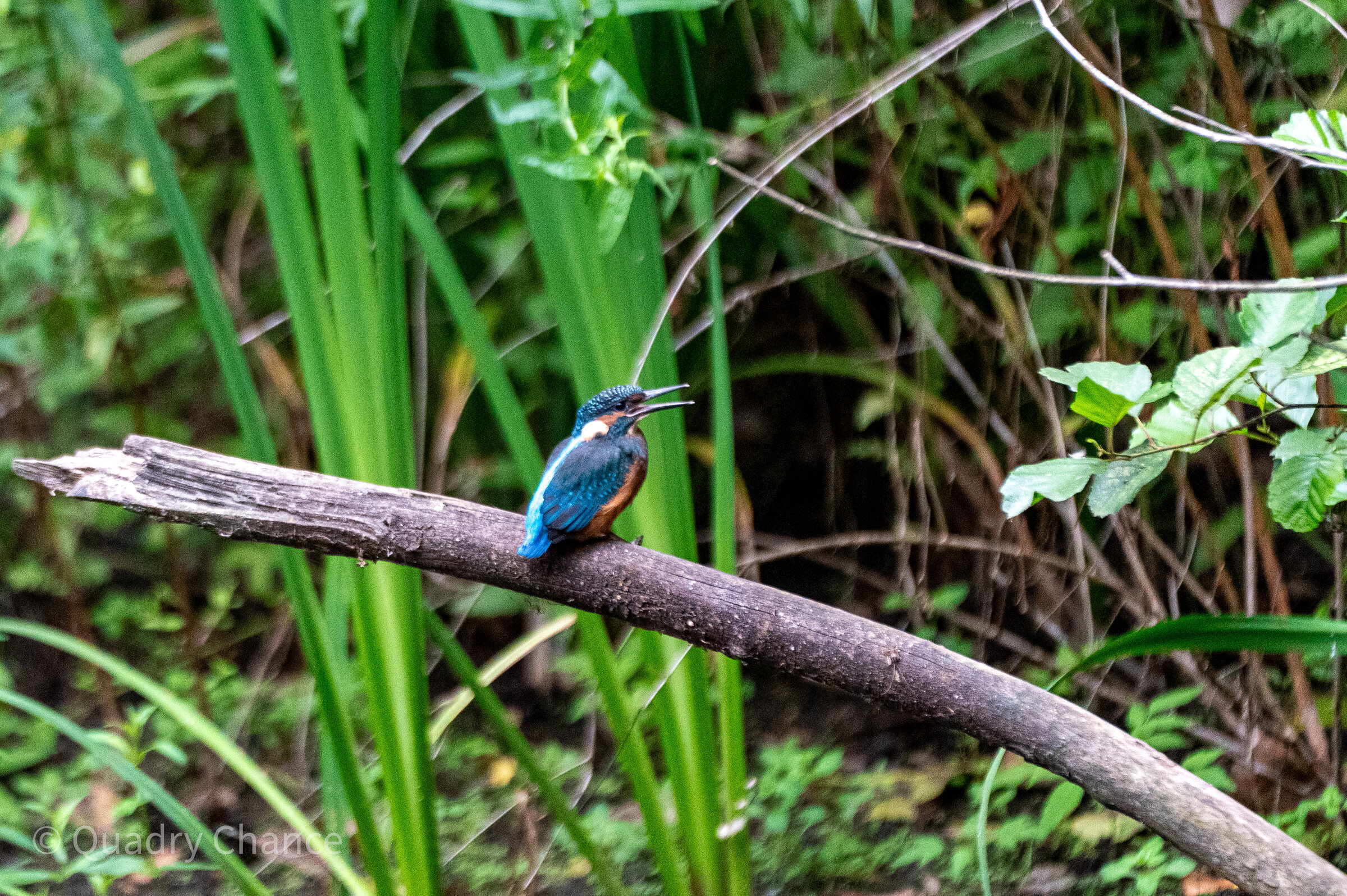 Kingfisher perched on a branch
