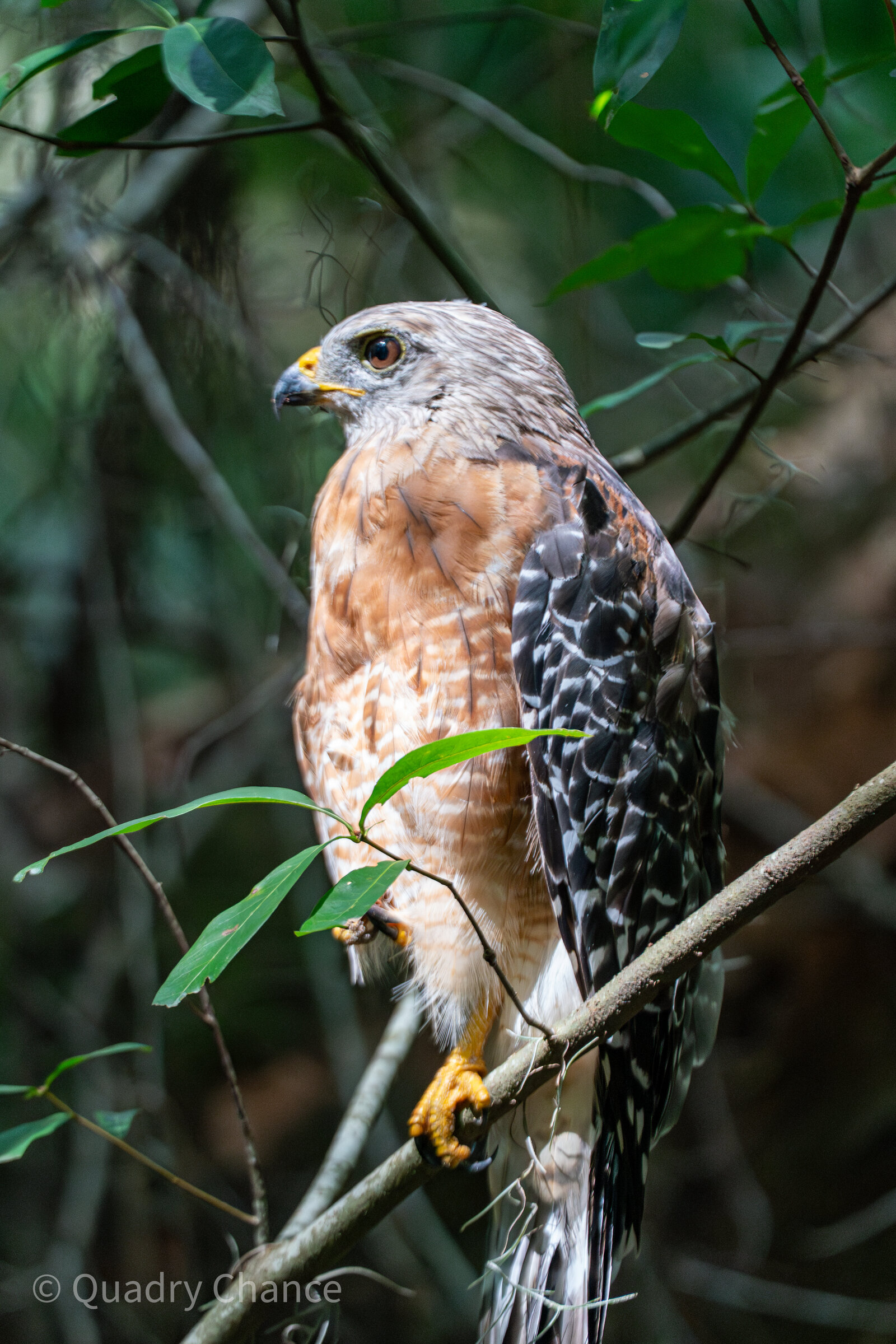 Red-shouldered Hawk portrait