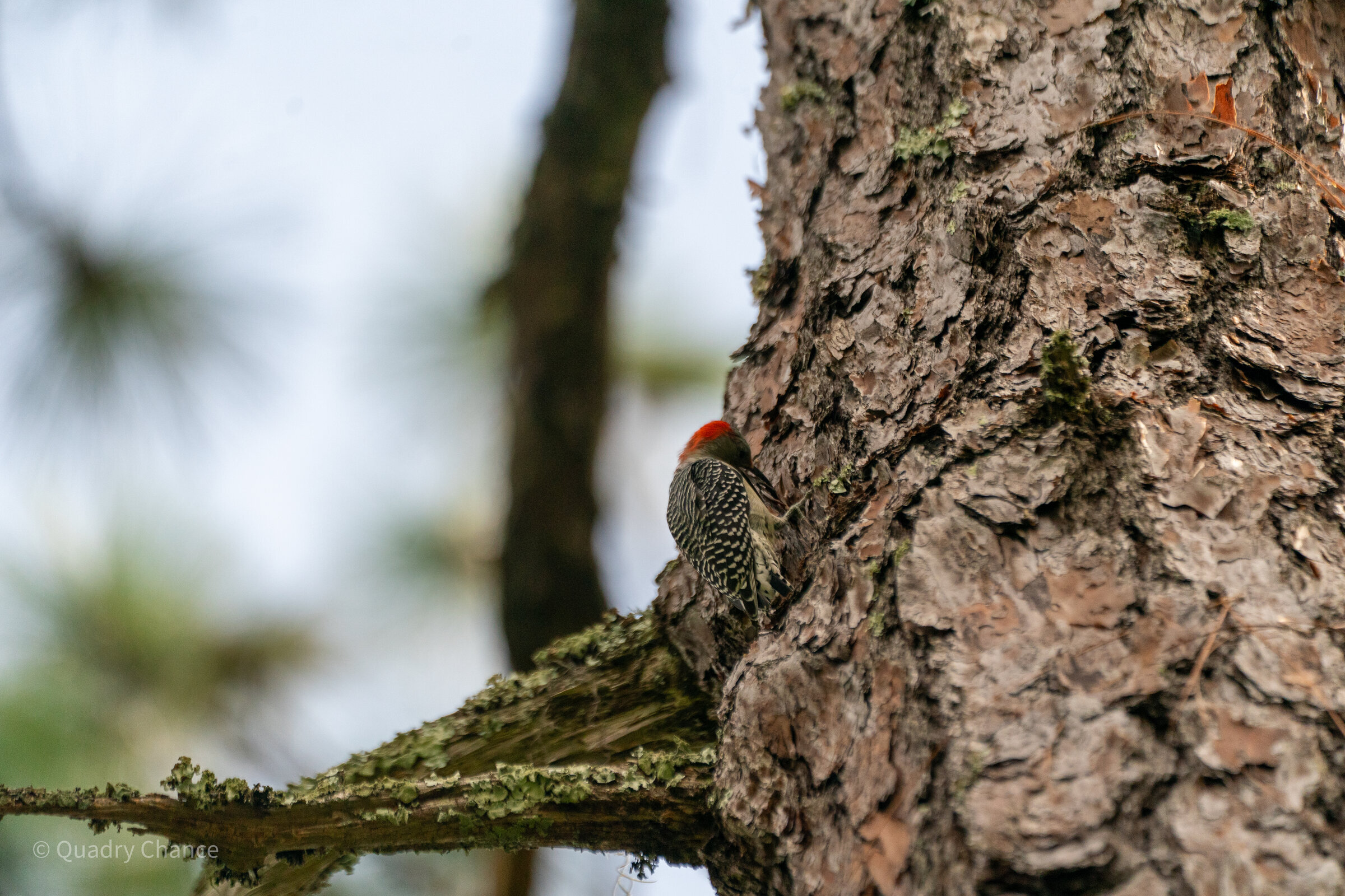 Red-bellied Woodpecker on tree trunk