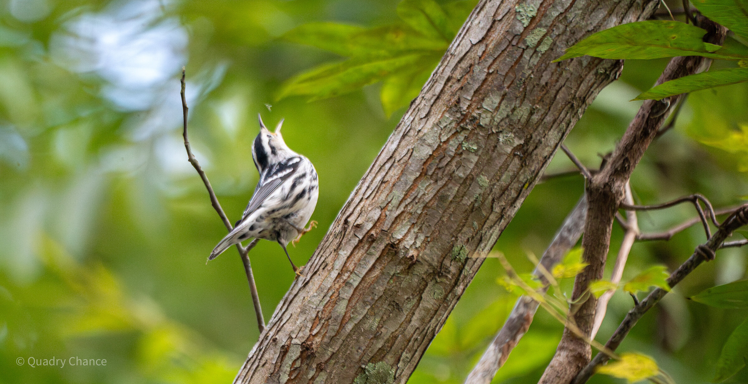 Black-and-white Warbler on tree trunk