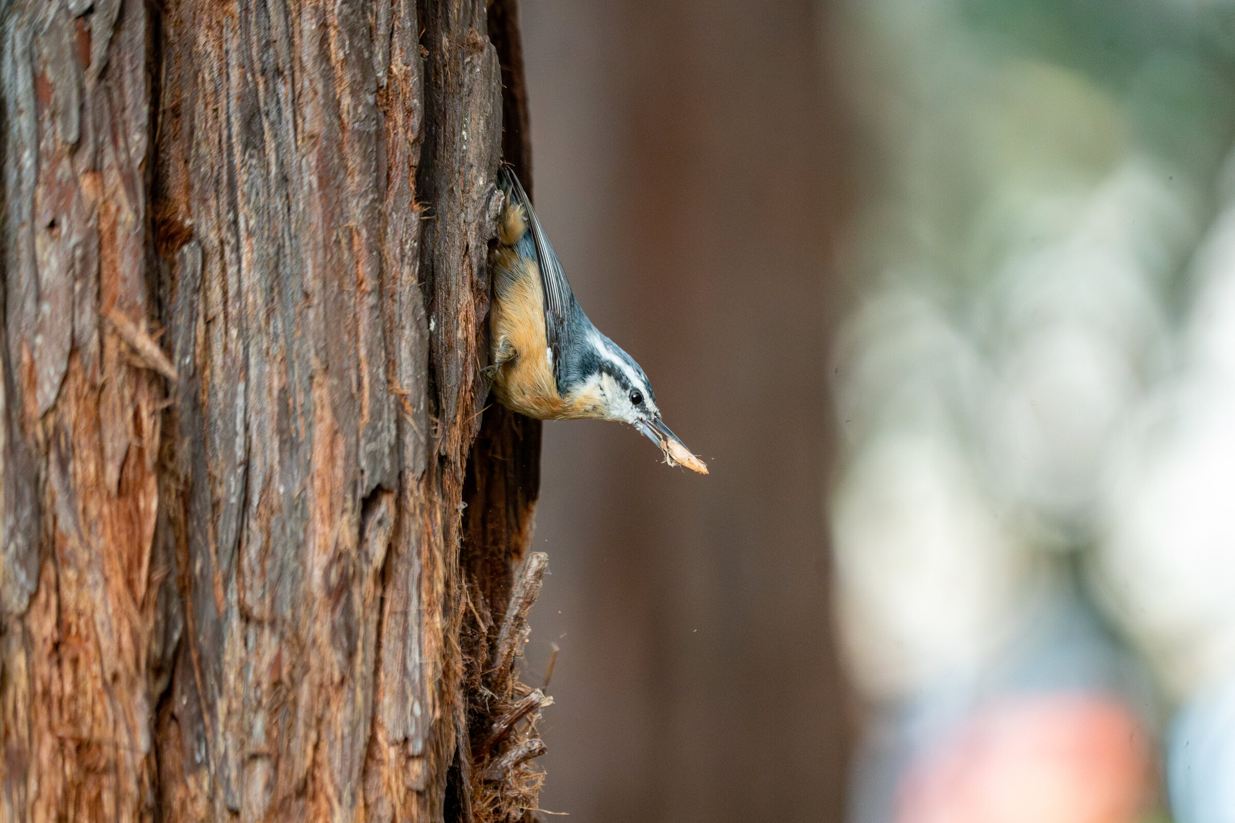 Nuthatch carrying food