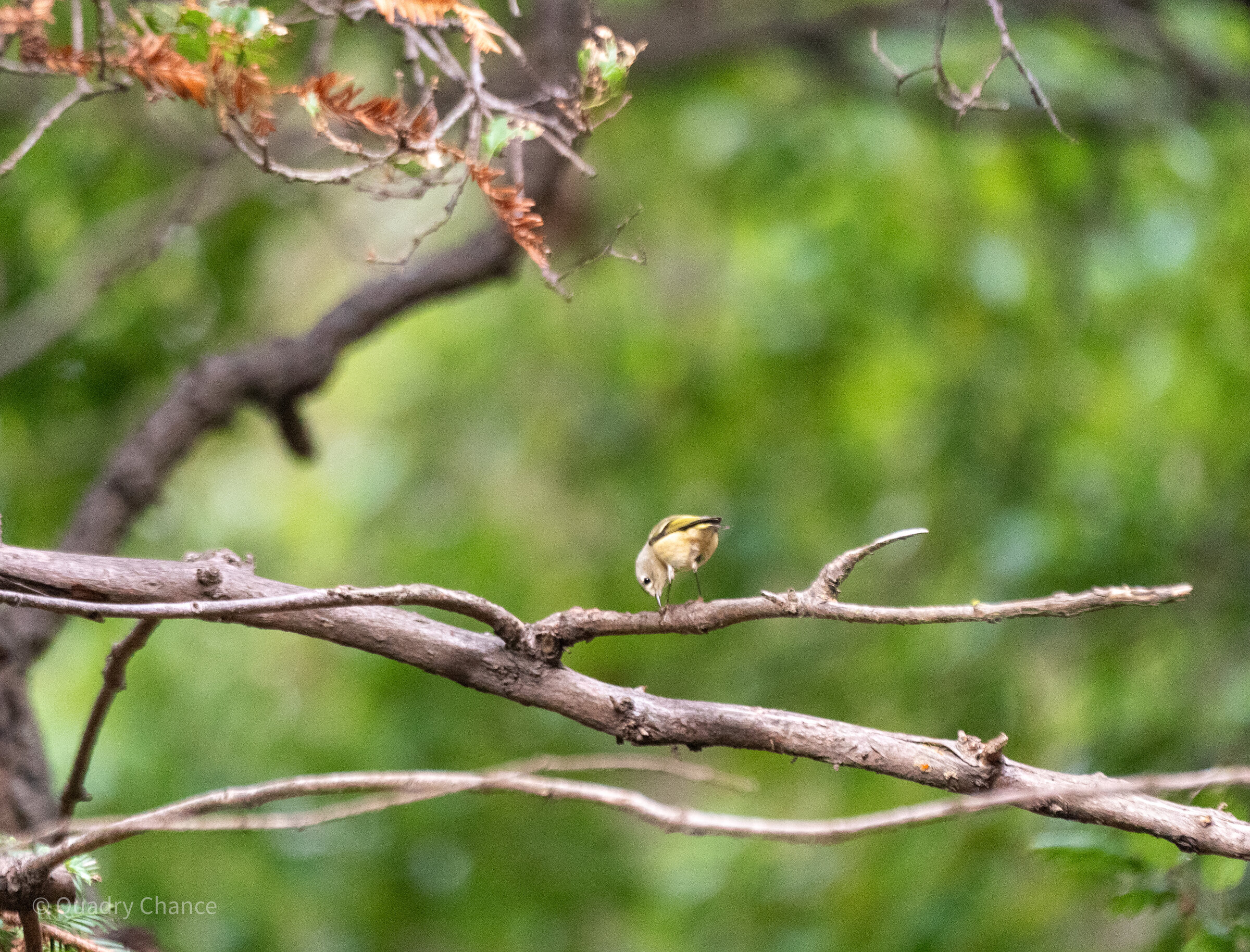 Hermit Thrush in branches