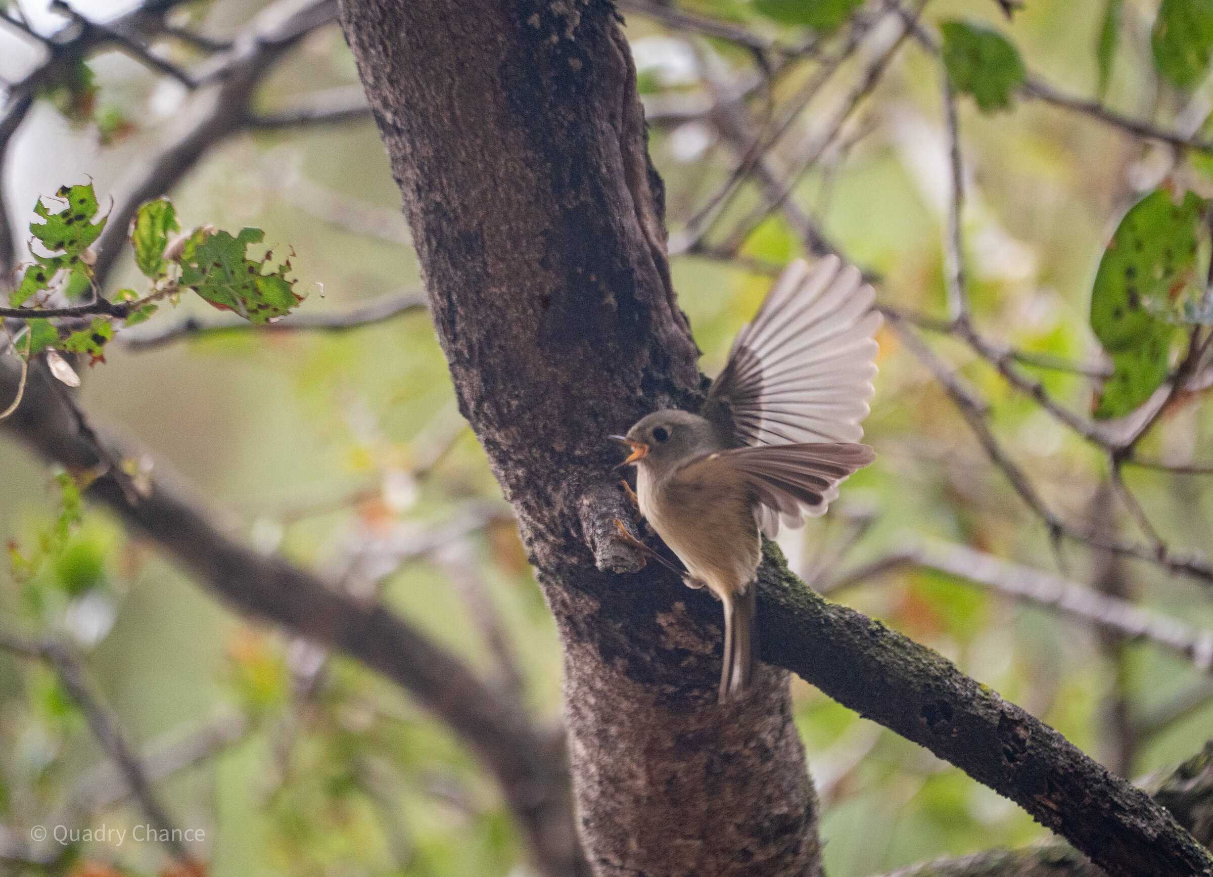 Ruby-crowned Kinglet on branch