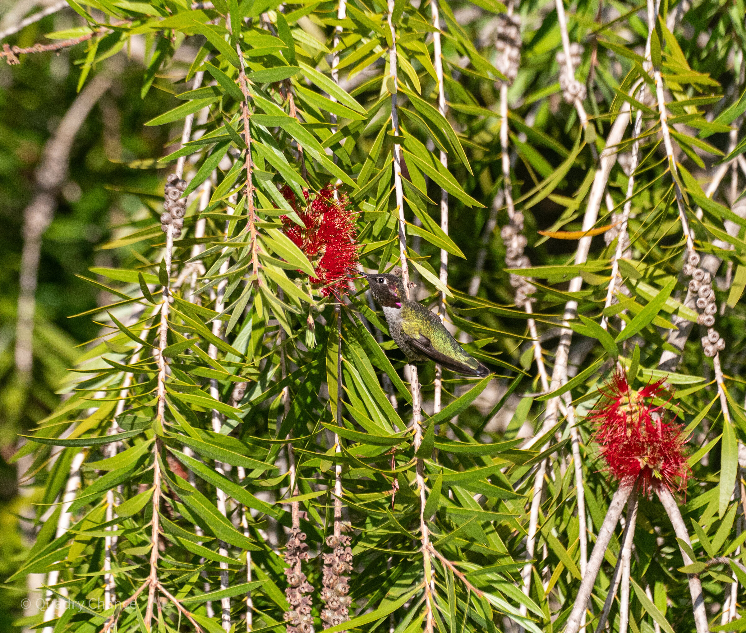 Hummingbird at bottlebrush flowers