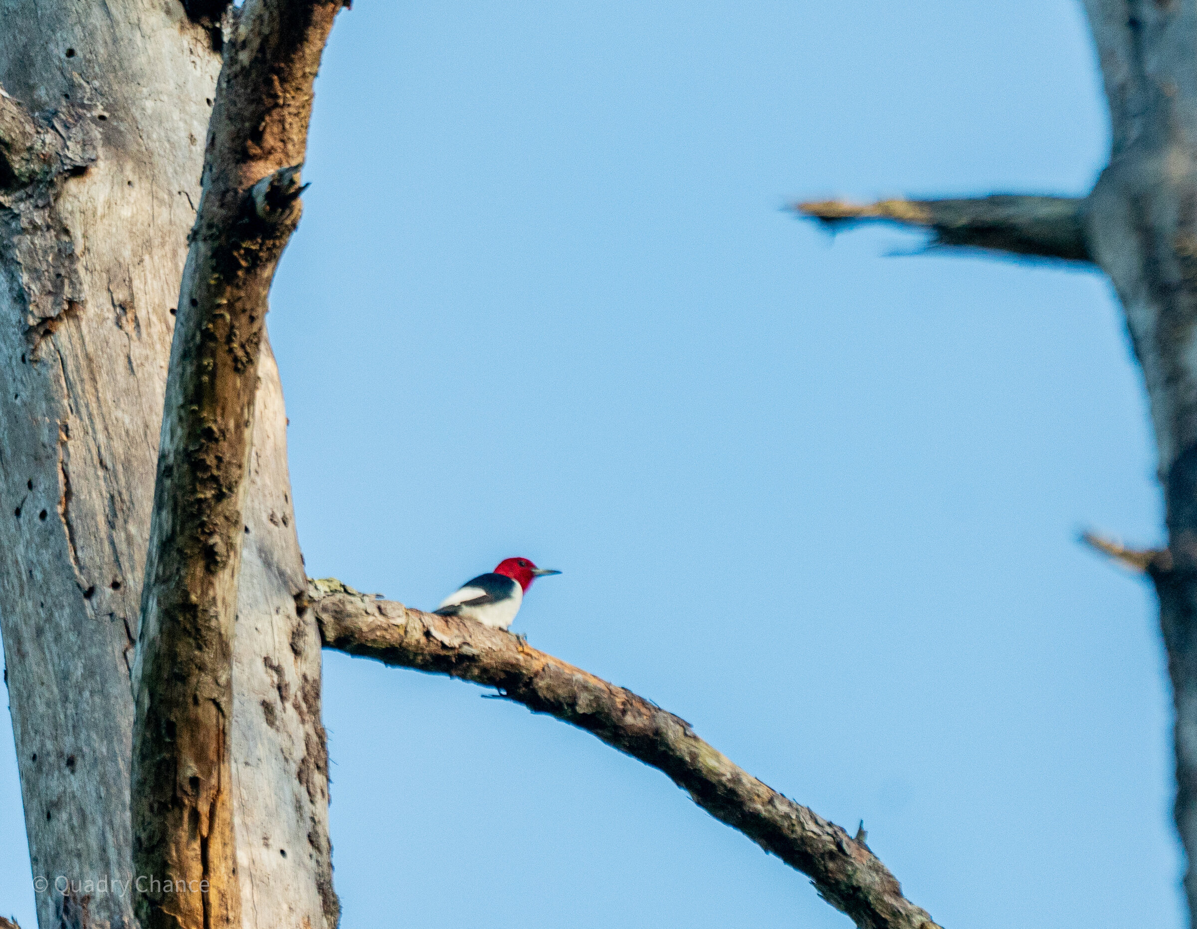 Red-headed Woodpecker on branch
